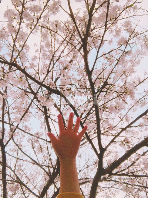 벚꽃,손,꽃,봄,감성,분위기,봄,계절,spring,season,꽃,flower,신체일부,몸,body,plant,식물