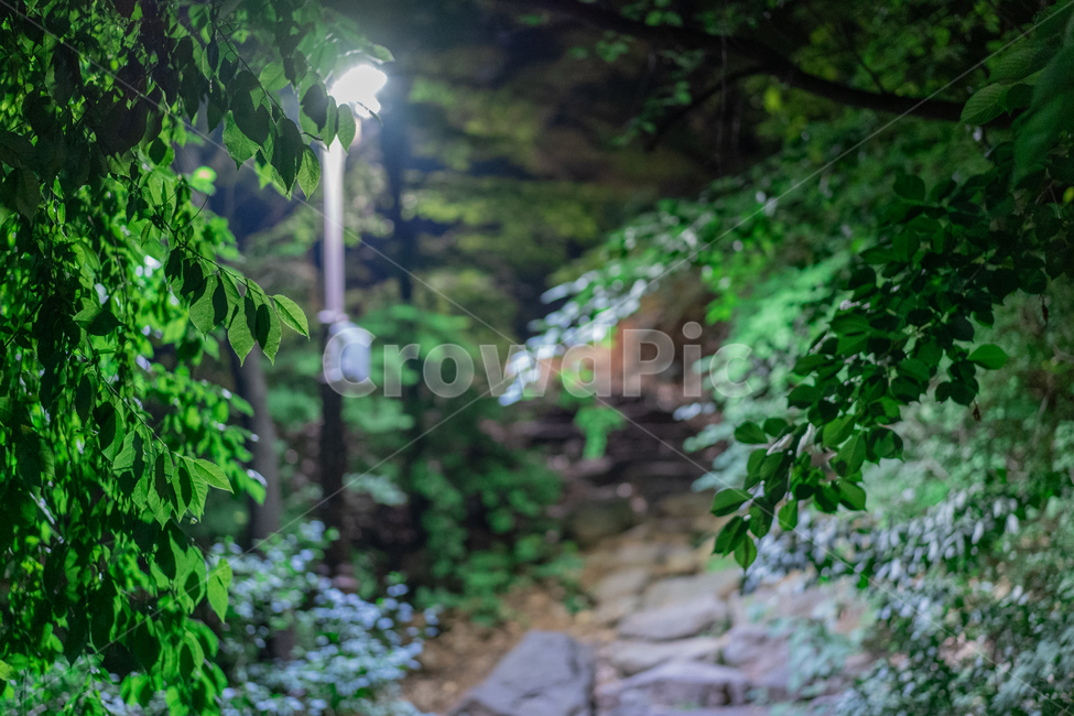 산책,가로등,초록,숲속,나무,tree,green,공원,park