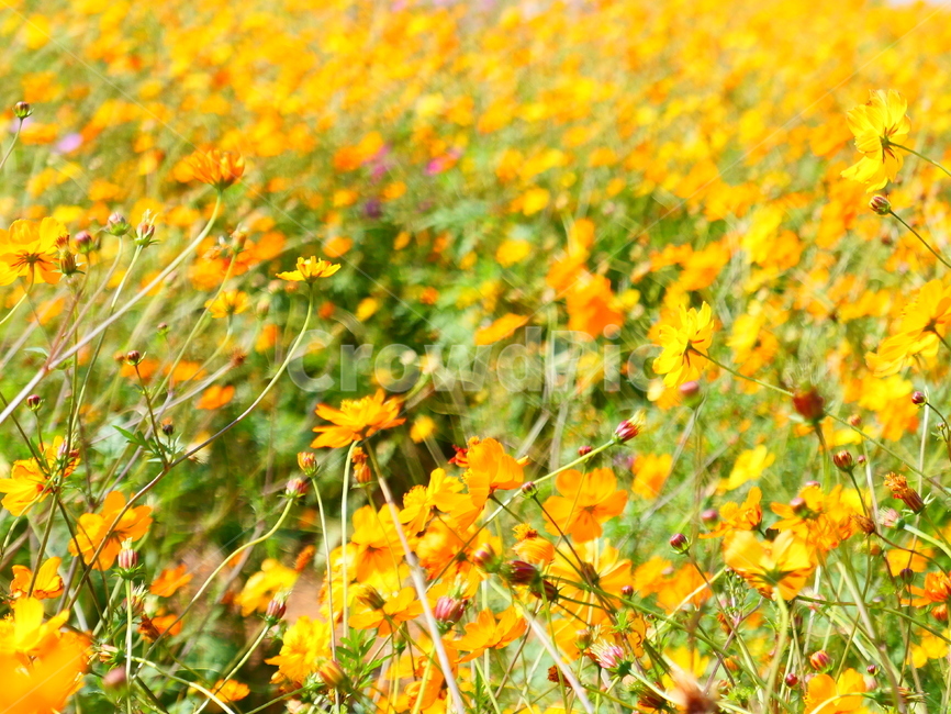 황화코스모스,노란꽃,노랑꽃,주황꽃,코스모스,꽃밭,가을꽃,식물,자연,plants,nature,꽃,flower