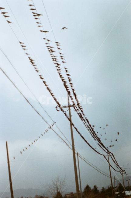 필름,필름카메라,감성,새,전깃줄,흐린날,경주,동물,animal,조류,새,birds