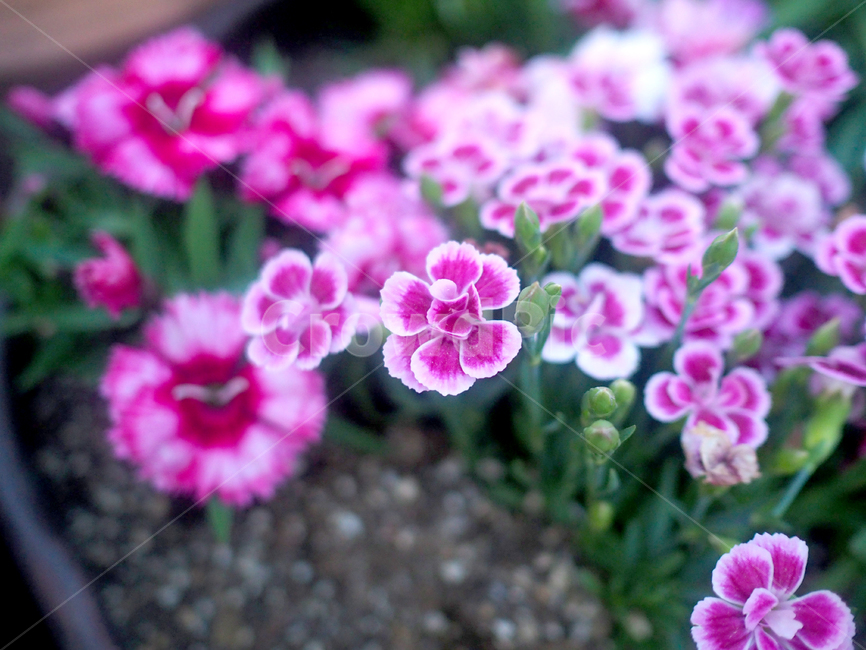 보라색,분홍색,보라꽃,분홍꽃,꽃,geranium,제라늄,flower,plant,식물,blossom,식물,자연,plants,nature,꽃,flower