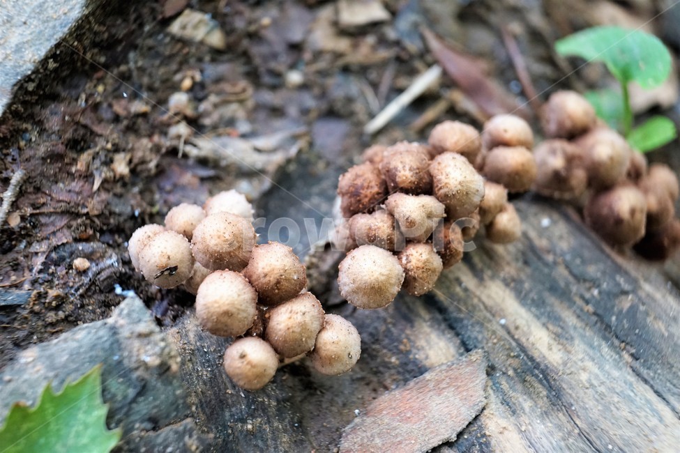 버섯,mashroom,nature,umbrella,우산,자연,버섯,mushroom