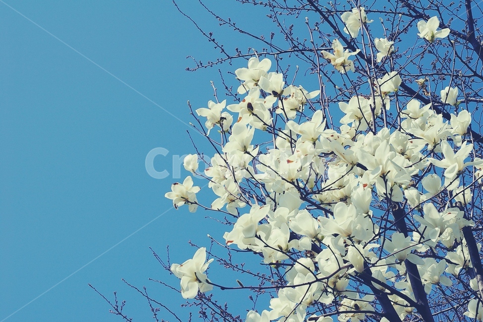 목련,magnolia,하늘,꽃,sky,flower,파랑,white,blue,흰꽃,배경,background,봄,계절,spring,season,식물,자연,plants,nature,꽃,flower,감성,sensible,feeling,plant
