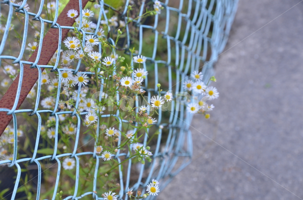 꽃,노란꽃,들꽃,노랑,노란색,계란꽃,철조망,식물,자연,plants,nature,꽃,flower