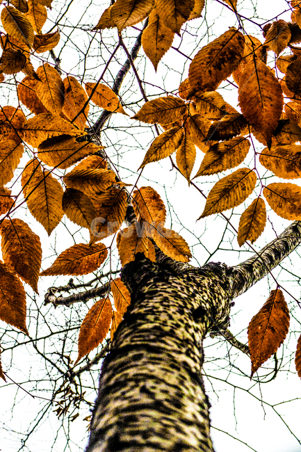 단풍,단풍나무,낙엽,foliage,가을단풍,autumnleaves,가을,계절,fall,autumn,season,식물,자연,plants,nature,나무,trees,wood,leaf,잎,plant,veins,정맥,tree