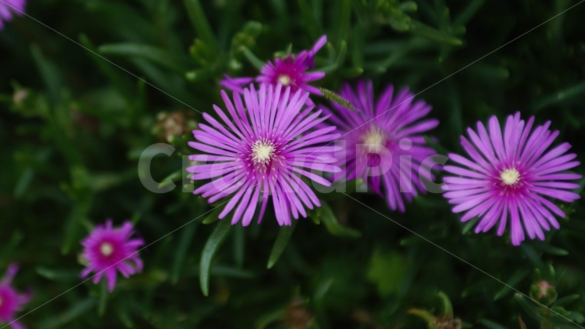풍경,꽃,꽃사진,flower,beauty,landscape,purple,violet,식물,자연,plants,nature,꽃,flower
