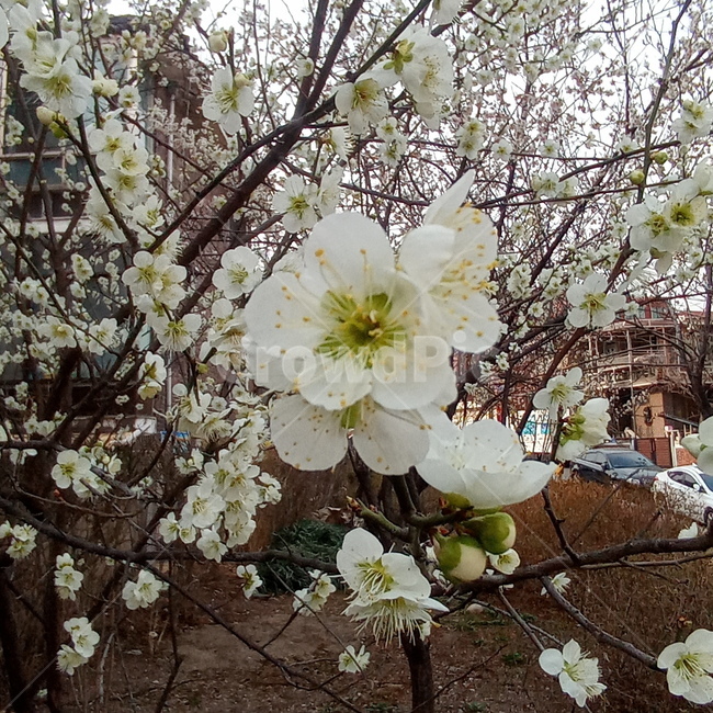 매화,봄,봄꽃,흰꽃,매화나무,plant,식물,flower,꽃,blossom