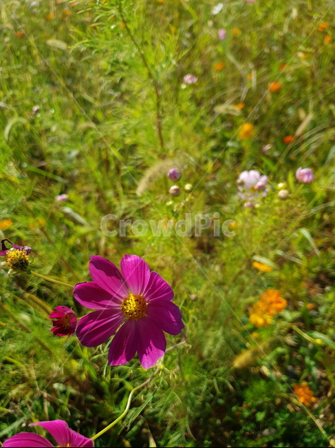 plant,식물,blossom,geranium,flower,제라늄,꽃,코스모스,가을,가을꽃,가을들판,9월,10월,자주색,자주색꽃,핫핑크,진핑크꽃,식물,자연,plants,nature,꽃,flower