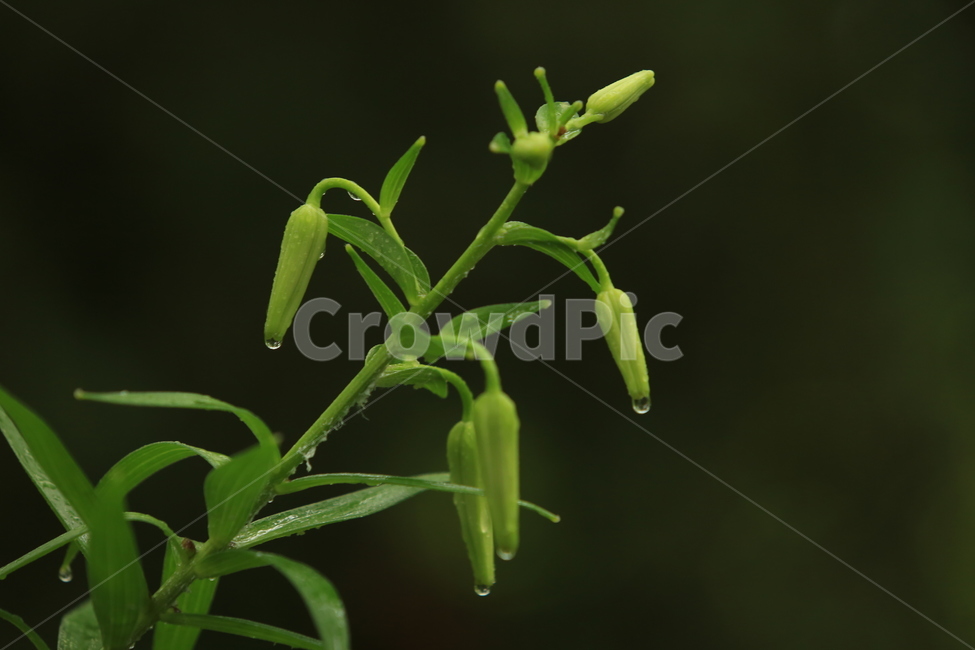 비,풍경,빗방울,소경,rain,비오는소경,식물,자연,plants,nature,비,비오는날,rain,rainy