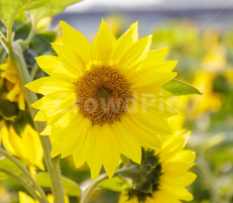 해바라기,flower,sunflower,가을,꽃,식물,자연,plants,nature,꽃,flower