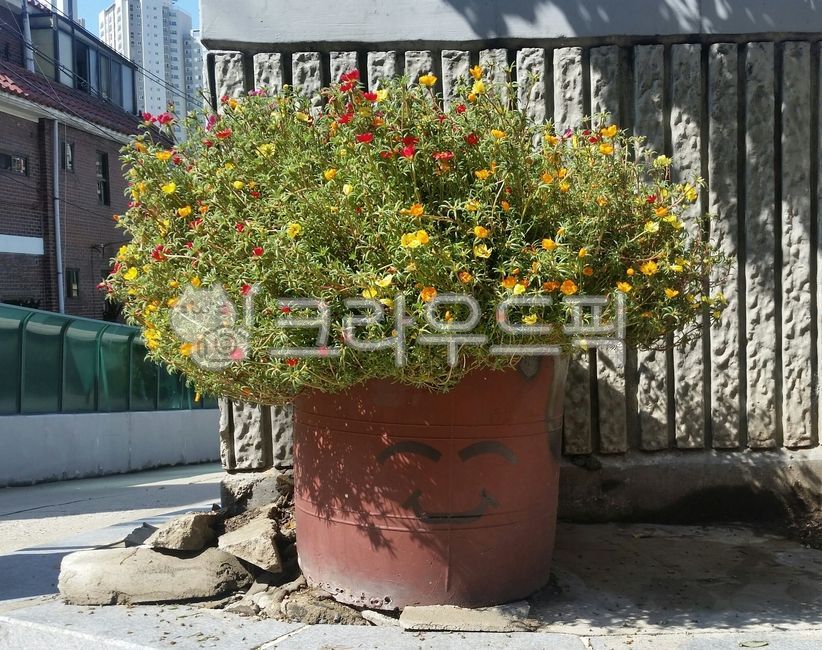 red bucket,plastic bin,plant,Chae Songhwa,wall