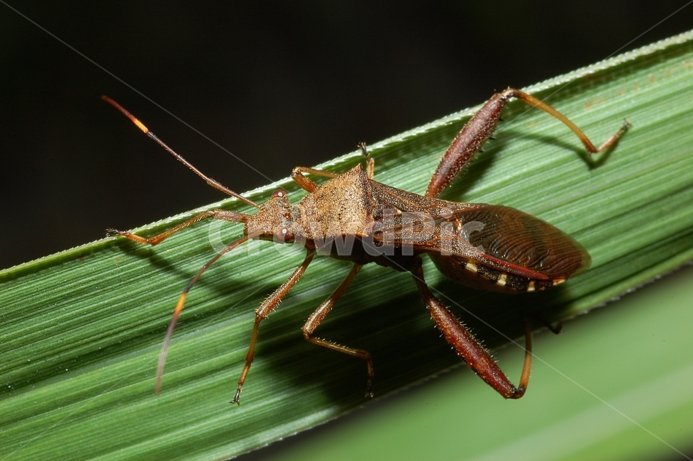 자연,곤충,접사,벌레,근접촬영,Closeup,nature,insects,노린재,톱다리개미허리노린재,초록,동물,animal,곤충,벌레,insect,bug