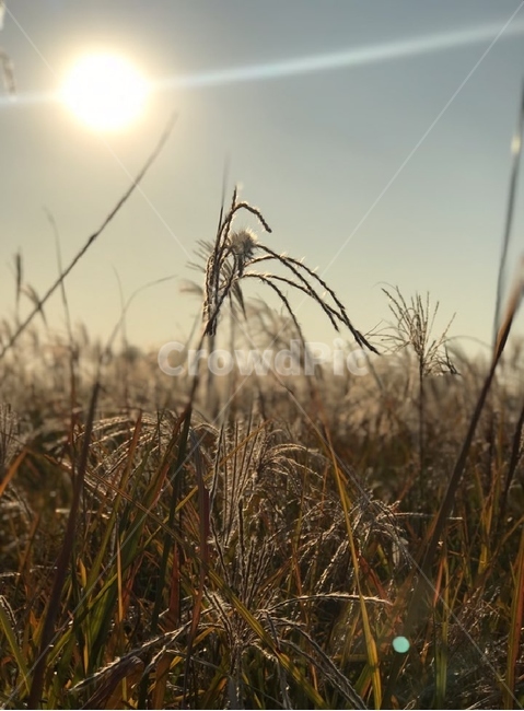 서울,하늘공원,갈대,갈대밭,자연,grass,잔디,plant,식물