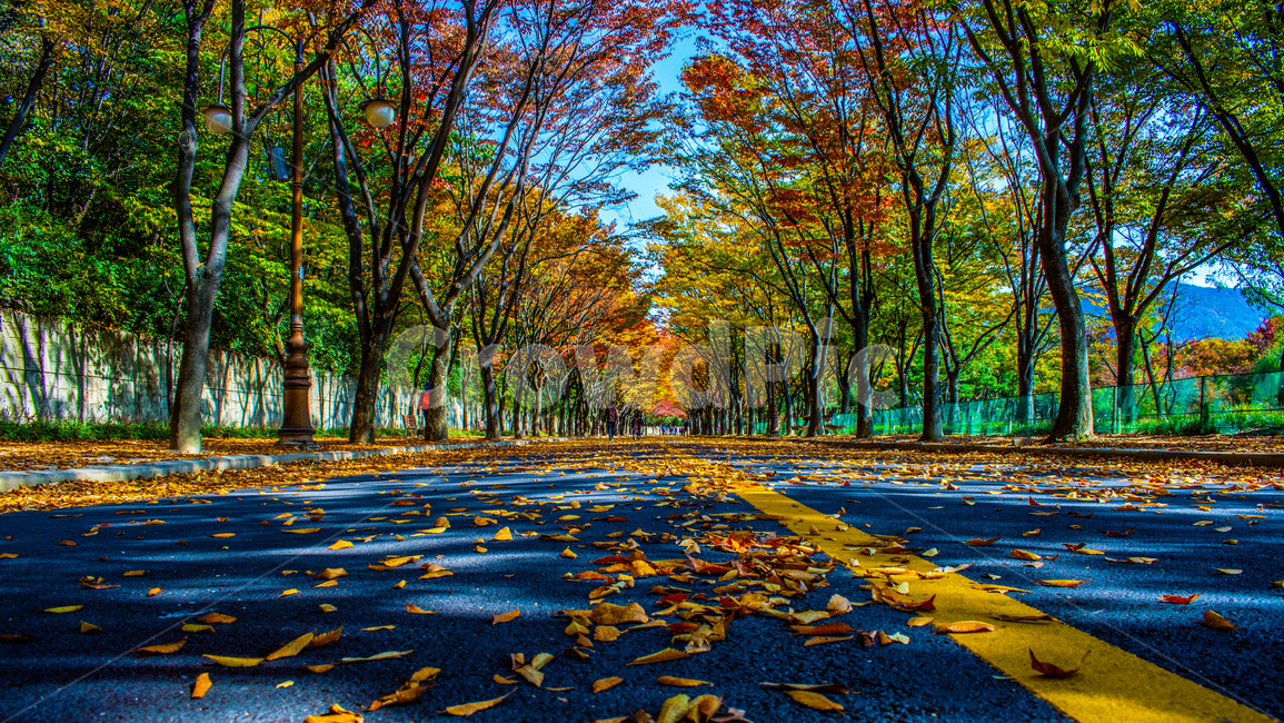 가을,단풍,아스팔트,낙엽,가로수,도로,가을,계절,fall,autumn,season