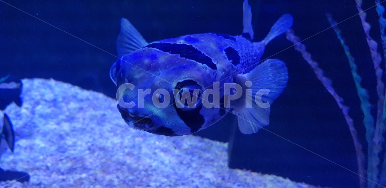 수족관,어항,복어,가시복,가시고기,동물,animal,어류,물고기,fish