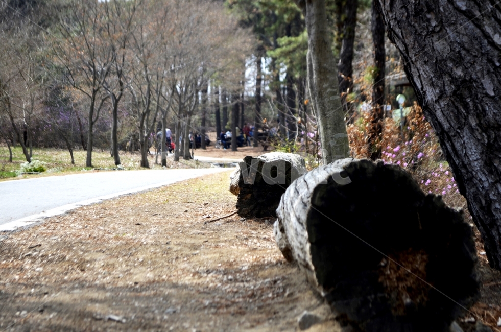 휴식,의자,벤치,쉄터,나무,나무의자,휴양림,식물,자연,plants,nature,나무,trees,wood