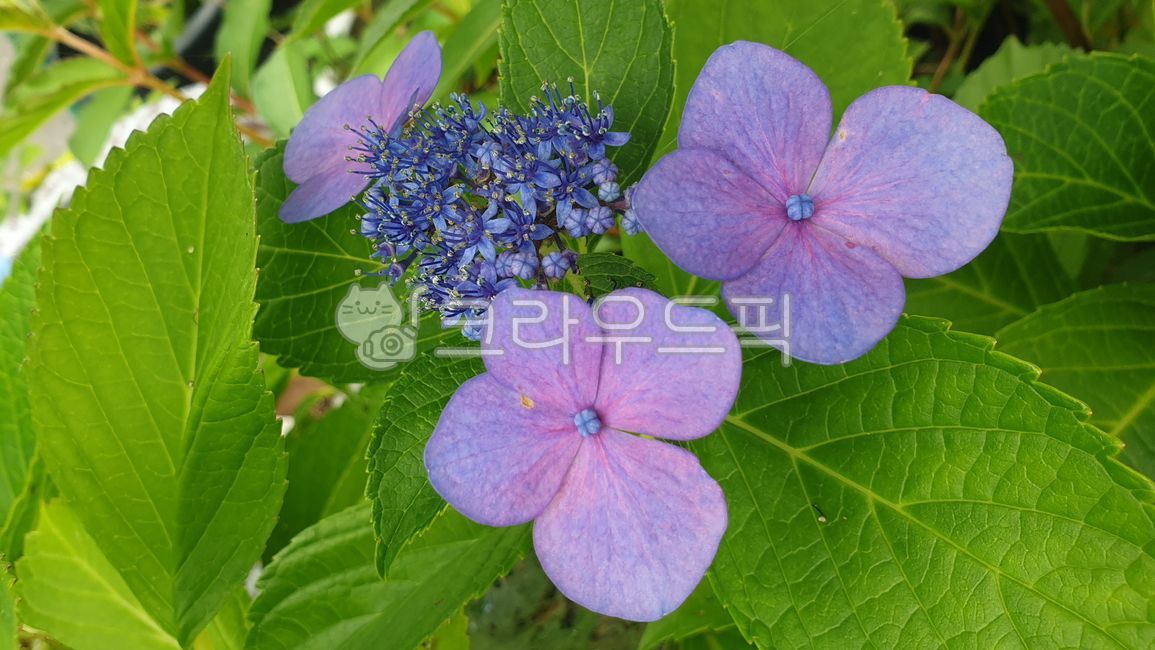 산수국, hydrangeaserrata, mountainhydrangea, teaofheaven, bigleafhydrangea ...