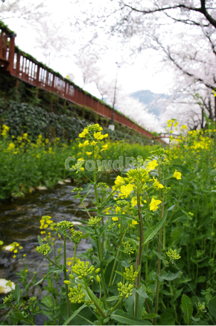 벚꽃,봄,나무,여좌천,진해,꽃,유채꽃,봄,계절,spring,season,식물,자연,plants,nature,꽃,flower,plant