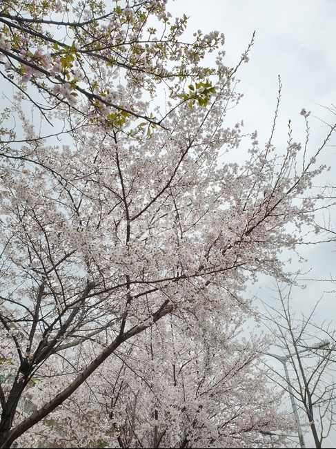 벗꽃,봄,계절,풍경,배경