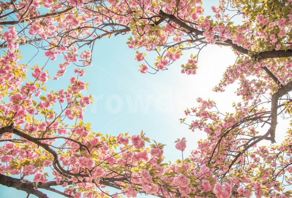 꽃,벚꽃,겹벚꽃,봄,사쿠라,대구,월곡역사공원,분홍,봄,계절,spring,season,식물,자연,plants,nature,꽃,flower,plant,cherry blossom,blossom
