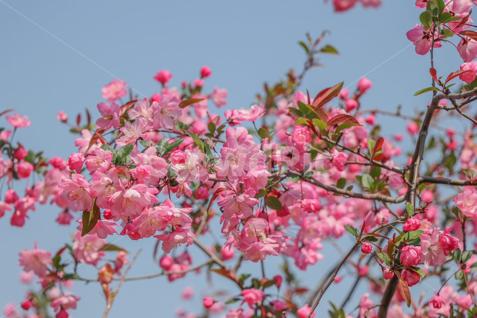 꽃,flower,벚꽃,blossom,식물,plant