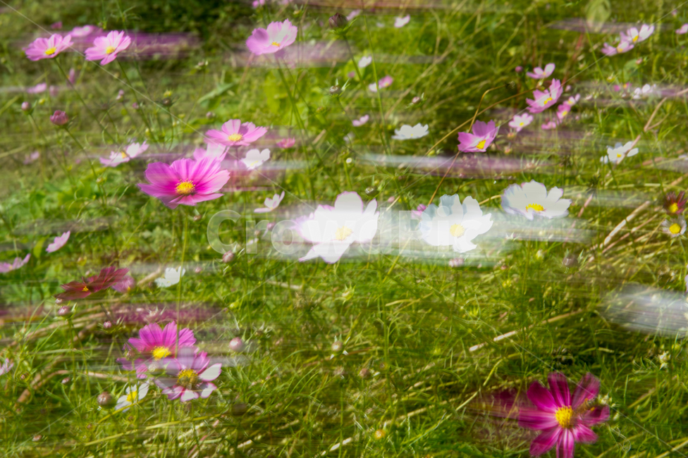plant,식물,flower,꽃,코스모스,가을,감성사진,다중노출,패닝,가을꽃,계절,fall,season