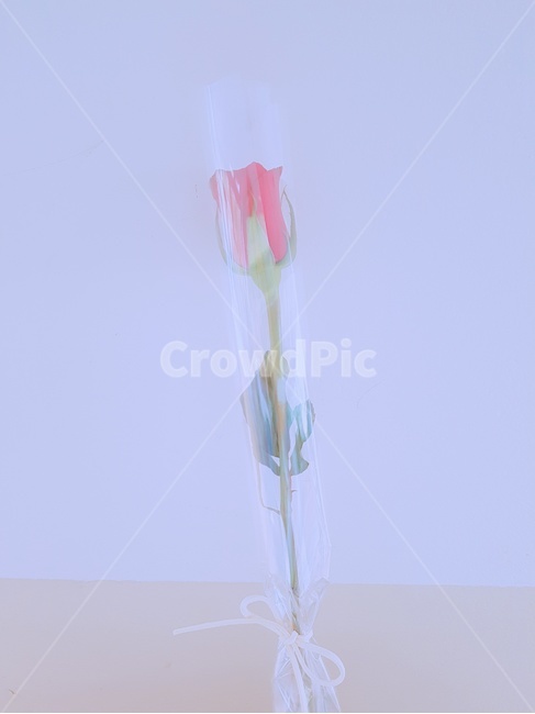 장미,로즈데이,꽃,한송이,플라워,꽃,flower,기념일,축하,anniversary,congratulation,celebrate,celebration