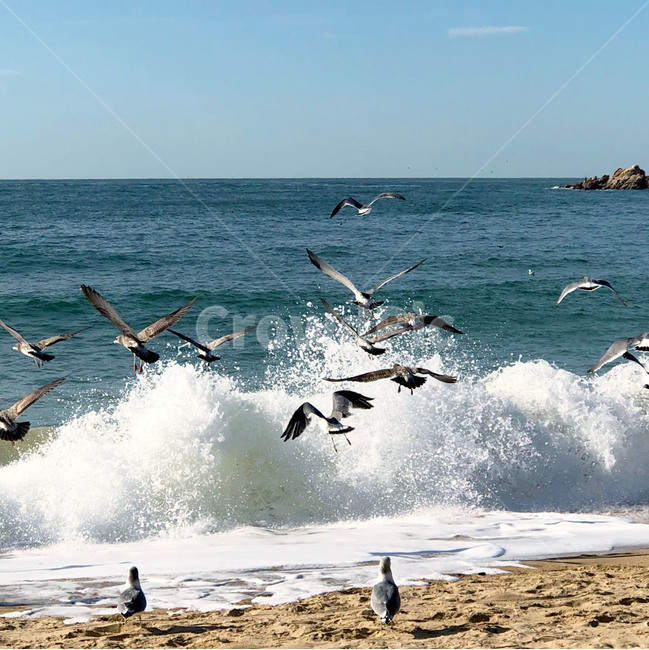 바다,자연,파도,물,새,동물,모래,outdoors,nature,animal,bird,water,sea,푸른,시원한,여행,힐링,자연,풍경,nature,landscape,해변,바다,beach,sea,동물,animal,조류,새,birds,flock,대군,ocean,대양,옥외