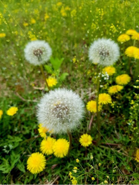 plant,식물,민들레,꽃,봄,야생화,식물,자연,plants,nature,꽃,flower