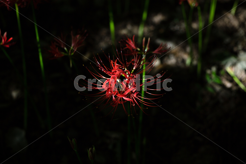 불갑사,꽃무릇,상사화,붉은꽃,꽃,식물,자연,plants,nature,꽃,flower