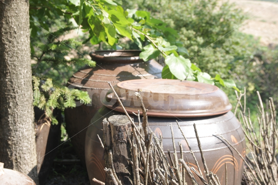 잠자리,장독대,옛날,풍속,민속,dragonfly,항아리,crock,custom,folklore,한국전통,한국문화,korean traditional,korean culture,동물,animal,곤충,벌레,insect,bug,사물,물건,오브젝트,thing,object,matter