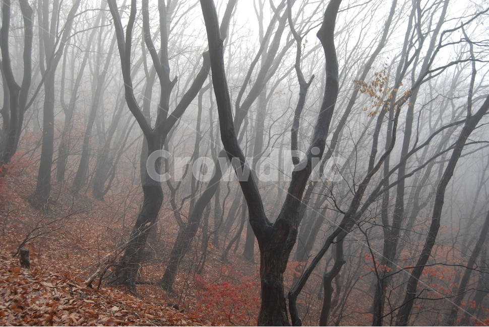 객산,자연,공원,가을,휴양림,가을,계절,fall,autumn,season,자연,풍경,nature,landscape,식물,plants,나무,trees,wood,weather,날씨