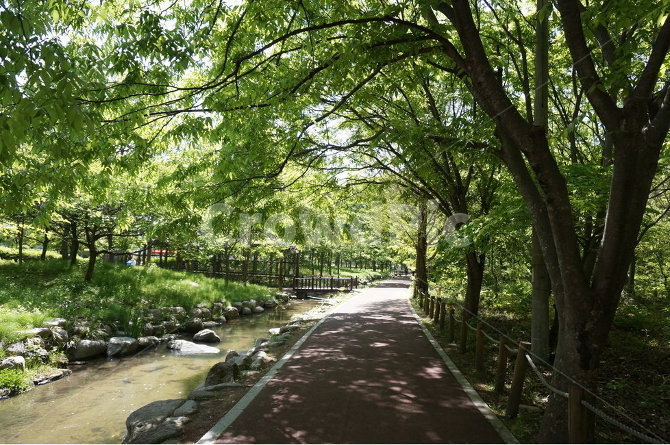 봄,상림공원,나무,초록,하늘,시원시원,상쾌,산책,봄,계절,spring,season,자연,풍경,nature,landscape,outdoors,옥외