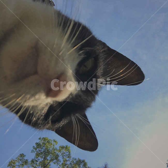 고양이,길고양이,길냥이,동물,고양이마을,색감,동물,animal,포유류,mammal,고양이,cat,kitten,kitty