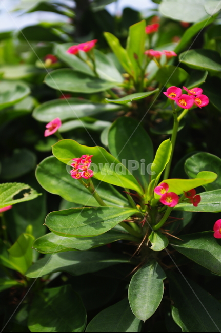 꽃기린,꽃,flower,식물,plant,자연,nature,식물,자연,plants,nature,꽃,flower