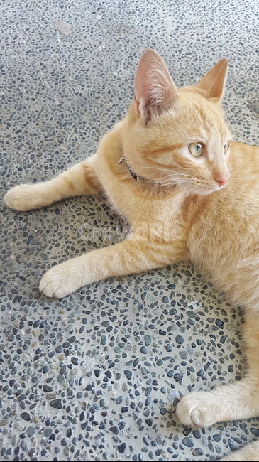 동물,고양이,cat,애완동물,kitten,pet