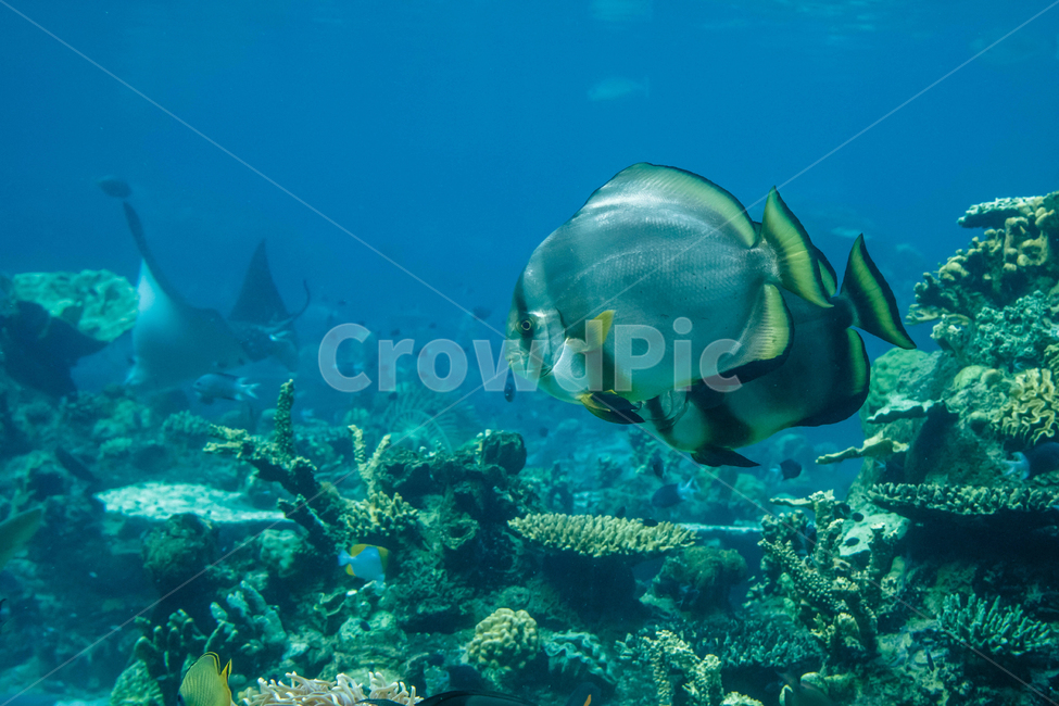 바다,열대어,산호초,수족관,아쿠아리움,물고기,sea,coral,fish,열대,산호,스노클링,snorkeling,tropical,sealife,동물,animal,어류,어류,물고기,fish