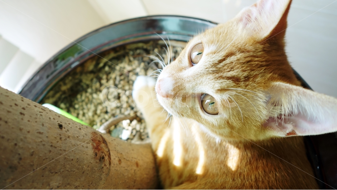 고양이,cat,pet,동물,화분,동물,animal,포유류,mammal,고양이,cat,kitten,kitty