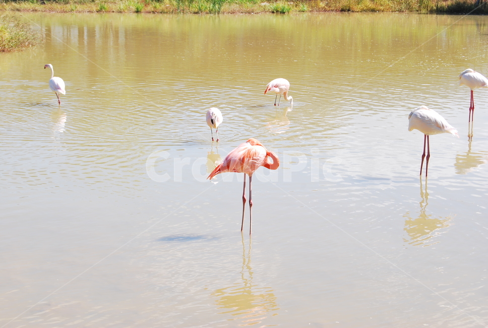 홍학,플라밍고,bird,새,animal,자연,동물,animal,조류,새,birds