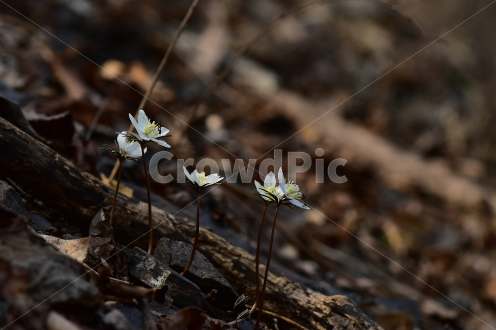 변산바람꽃,야생화,봄,꽃,흰색,자연,식물,식생,봄의전령사,풀꽃,미나리아재비과,plants,nature,spring,season,flower,식물,자연,plants,nature,꽃,flower