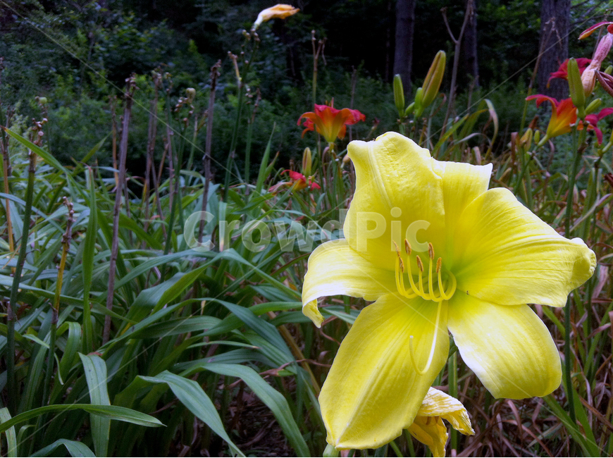 꽃,산,노란꽃,나리꽃,산나리,leaf,flower,spring,식물,자연,plants,nature,꽃,flower