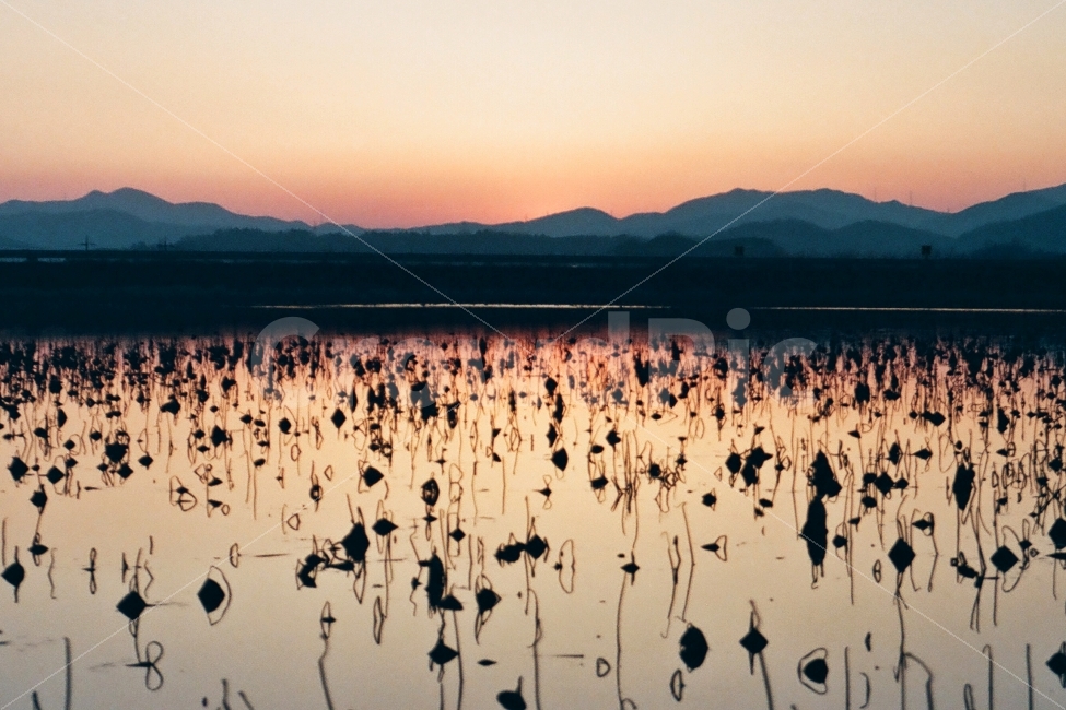 혼신지,청도혼신지,연,노을,석양,연꽃,필름사진,필름카메라,자연,풍경,nature,landscape,land,땅,outdoors,옥외