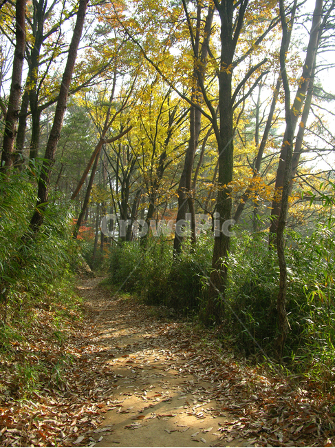 숲,숲길,산책로,길,흙길,나무,단풍,가을,숲속,한국,아시아,대한민국,산책길,등산로,등산길,풀,식물,자연,풍경,산,낙엽,가로수,가을,계절,fall,autumn,season,자연,풍경,nature,landscape,vegetation,초목,plant,ground,바닥,tree,forest,woodland,삼림지,outdoors,옥외,land,땅,path,통로,grove,작은 숲
