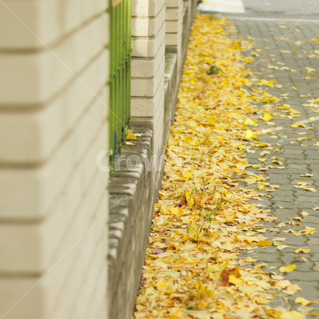 길,은행나무,벽돌,노란색,단풍,가을,가을,계절,fall,autumn,season
