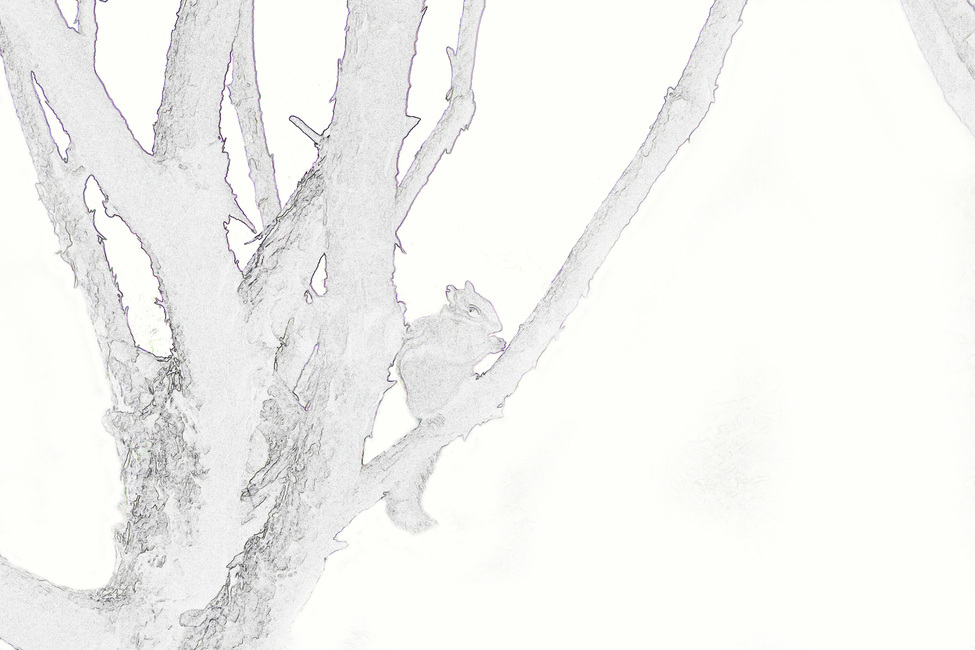 나무,다람쥐,스케치,도안,색칠,색칠하기,식물,자연,plants,nature,나무,trees,wood