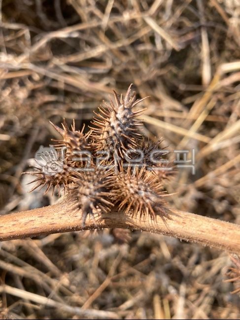 Goblin bat,Dokomali,Squeaky grass,wild grass,thorn grass