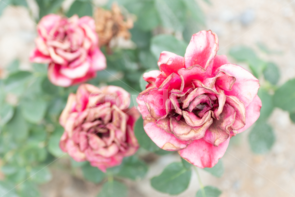 꽃,flower,rose,감성사진,장미,분홍,pink,식물,자연,plants,감성