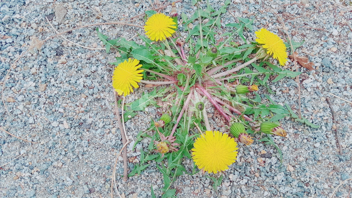 민들레,노랑,식물,사소,길