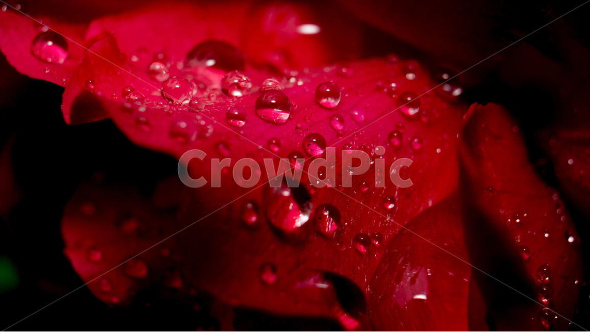 장미,꽃,자연,접사,물방울,근접사,flower,closeup,꽃잎,식물,자연,plants,nature,꽃,flower