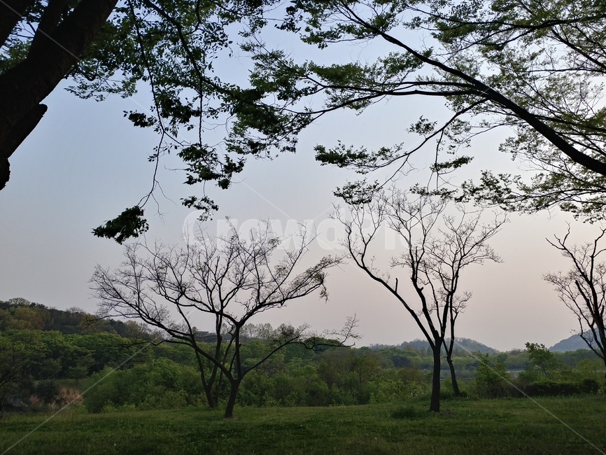 나무,공원,하늘,나뭇잎,나뭇가지